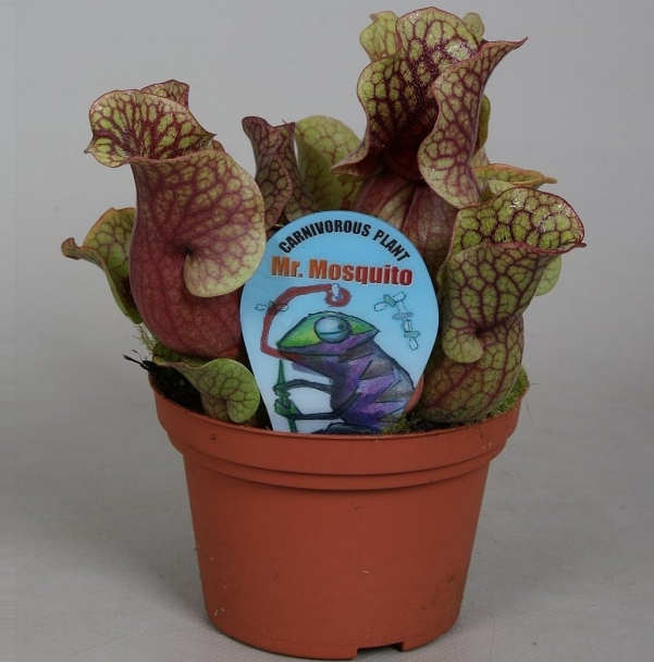Sarracenia Silwia